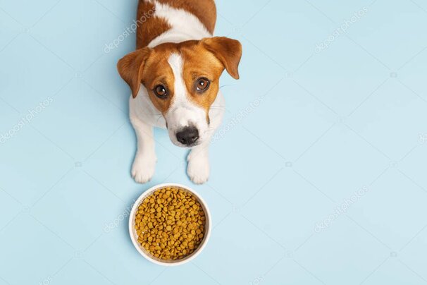 Puppy sitting next to pet supplies like a bed and food bowl