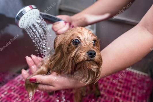 Dog being gently groomed at a pet salon