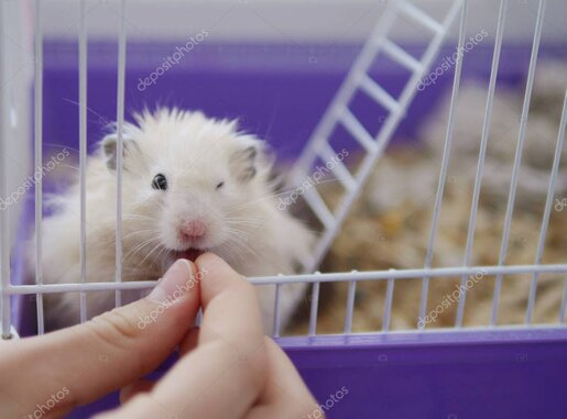 Hamster climbing on toys inside its cage