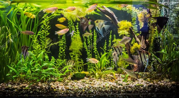 Aquarium on a living room cabinet with colourful fish