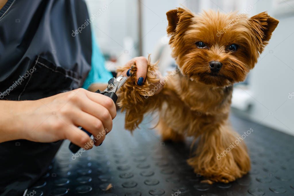 Small dog being dried after a bath at a pet shop
