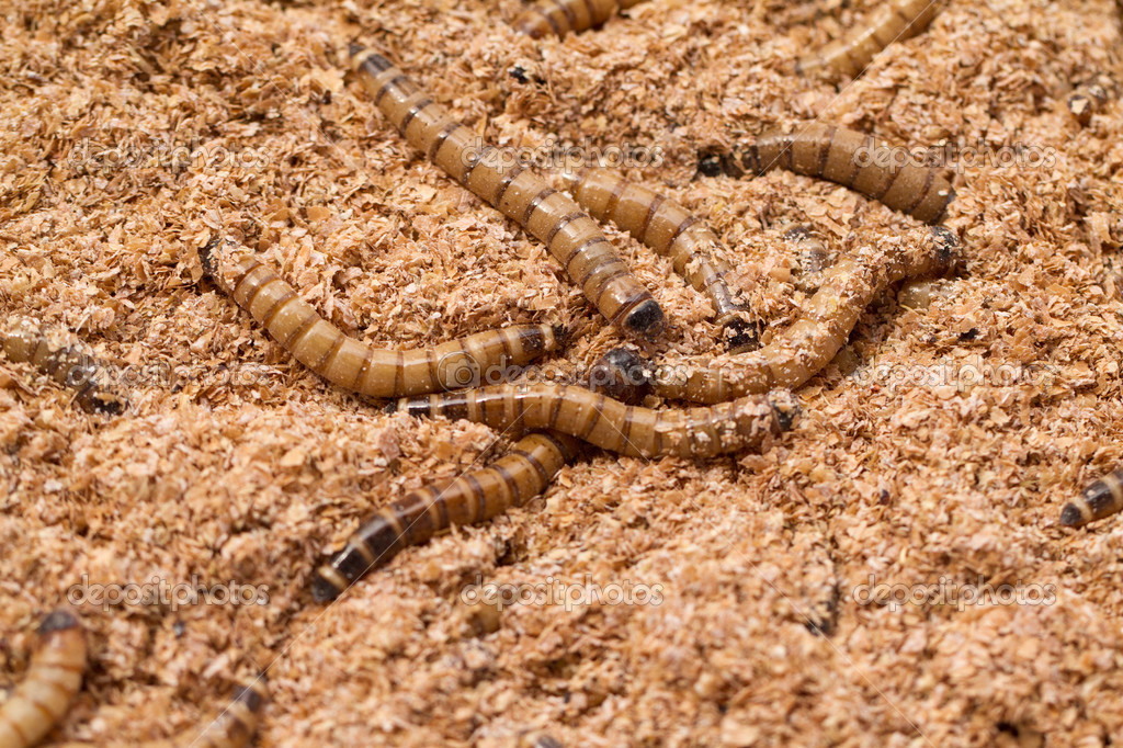 Tub of live mealworms for pet feeding