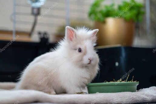 Indoor rabbit exploring a spacious enclosure