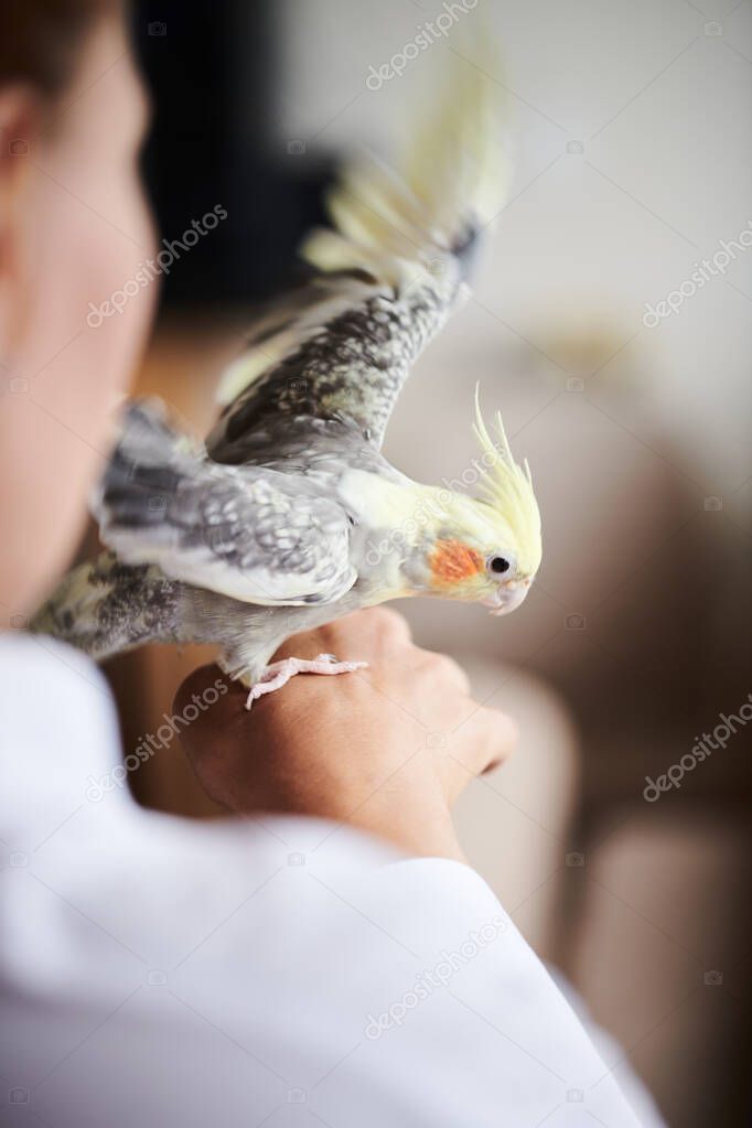 Pet bird perched on a hand while its claws are inspected
