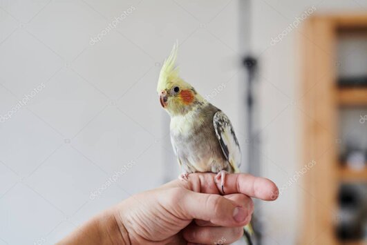 Pet having its claws trimmed safely